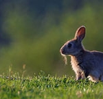 Le parcours du lapin